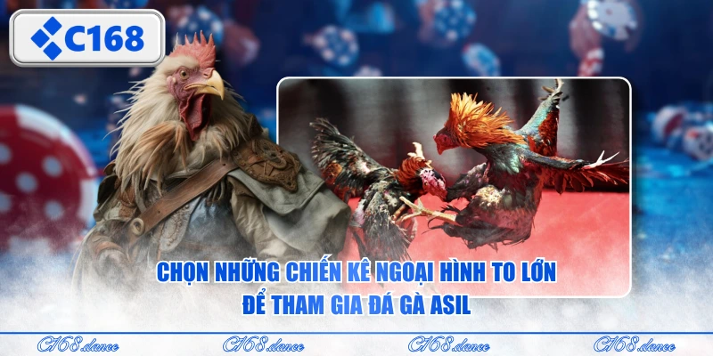 Chọn những chiến kê ngoại hình to lớn để tham gia đá gà Asil